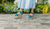 | Teal